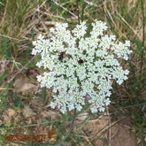 Wildcraft Carrot Seed essential oil